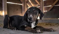 Tracy 2026 Female 1, a female Catahoula Leopard Dog for sale in Cumby, TX – 1 of 10