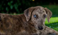 Tigger 2026 Female 3, a female Catahoula Leopard Dog for sale in Cumby, TX – 4 of 10