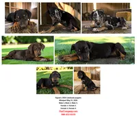 Gypsie 2026 Female 2, a female Catahoula Leopard Dog for sale in Cumby, TX – 3 of 10