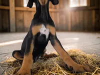 Gypsie 2026 Male 1, a male Catahoula Leopard Dog for sale in Cumby, TX – 7 of 8