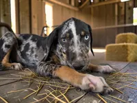 Gypsie 2026 Male 3, a male Catahoula Leopard Dog for sale in Cumby, TX – 9 of 10