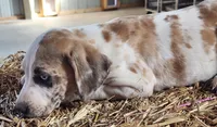 Duchess 2026 Male 1, a male Catahoula Leopard Dog for sale in Cumby, TX – 7 of 8