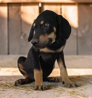 Moon Shine 2026 Male 3, a male Catahoula Leopard Dog for sale in Cumby, TX – 7 of 7