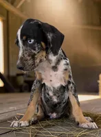 Gypsie 2026 Male 3, a male Catahoula Leopard Dog for sale in Cumby, TX – 5 of 10