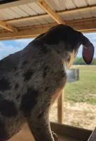 Jesse 2026 Female 5, a male Catahoula Leopard Dog for sale in Cumby, TX – 3 of 10