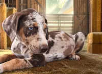 Moon Shine 2026 Female 2, a female Catahoula Leopard Dog for sale in Cumby, TX – 7 of 8