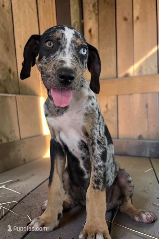 Tigger 2026 Male 3 – Catahoula Leopard Dog puppy for sale in Cumby, TX