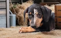 Bug 2026 Male 1, a male Catahoula Leopard Dog for sale in Cumby, TX – 6 of 7