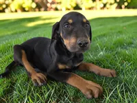 Gypsie 2026 Female 3, a female Catahoula Leopard Dog for sale in Cumby, TX – 5 of 8