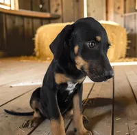 Gypsie 2026 Female 4, a female Catahoula Leopard Dog for sale in Cumby, TX – 5 of 8