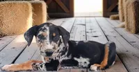 Moon Shine 2026 Female 1, a female Catahoula Leopard Dog for sale in Cumby, TX – 4 of 9