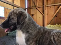Aspen 2026 Male 4, a male Anatolian Shepherd Dog for sale in Cumby, TX – 6 of 8