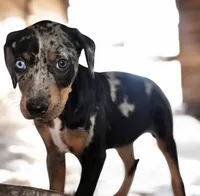 Jesse 2026 Female 4, a male Catahoula Leopard Dog for sale in Cumby, TX – 3 of 9