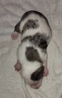 processed/1e3b1d4c-fd91-4d21-8f4d-f96ad5e3b4ce/listing/85b618f2-e1e9-4286-9aa6-9f2eb482ab3f/29f28438-d515-4cb7-93cc-991fb20ebced