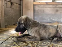 Aspen 2026 Female 1, a female Anatolian Shepherd Dog for sale in Cumby, TX – 5 of 6