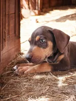 Moon Shine 2026 Male 2, a male Catahoula Leopard Dog for sale in Cumby, TX – 2 of 5