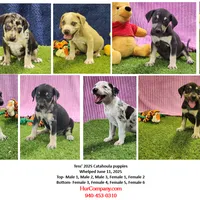 Tess Female 4, a female Catahoula Leopard Dog for sale in Cumby, TX – Photo 6 of 6