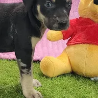 Tess Female 4, a female Catahoula Leopard Dog for sale in Cumby, TX – Photo 3 of 6