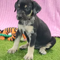 Tess Female 4, a female Catahoula Leopard Dog for sale in Cumby, TX – Photo 1 of 6