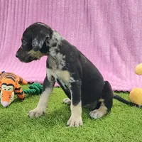 Tess Female 4, a female Catahoula Leopard Dog for sale in Cumby, TX – Photo 4 of 6