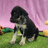 Tess Female 4, a female Catahoula Leopard Dog for sale in Cumby, TX – Photo 5 of 6