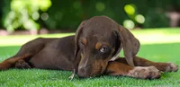 Gypsie 2026 Female 1, a female Catahoula Leopard Dog for sale in Cumby, TX – 3 of 10