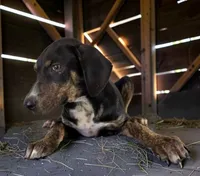 Tracy 2026 Female 1, a female Catahoula Leopard Dog for sale in Cumby, TX – 6 of 10