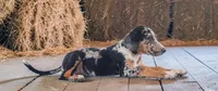 Moon Shine 2026 Female 1, a female Catahoula Leopard Dog for sale in Cumby, TX – 5 of 9