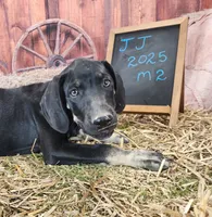 JJ 2025 Male 2, a male Catahoula Leopard Dog for sale in Cumby, TX – 2 of 8