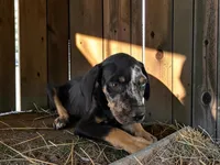 Gypsie 2026 Male 2, a male Catahoula Leopard Dog for sale in Cumby, TX – 7 of 10