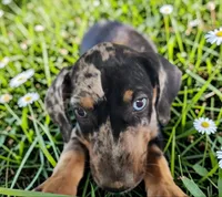 Bug 2026 Female 1, a female Catahoula Leopard Dog for sale in Cumby, TX – 5 of 10