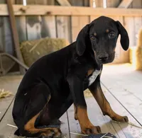 Tracy 2026 Male 3, a male Catahoula Leopard Dog for sale in Cumby, TX – 7 of 10
