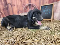 JJ 2025 Male 2, a male Catahoula Leopard Dog for sale in Cumby, TX – 7 of 8