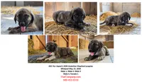 Aspen 2026 Male 3, a male Anatolian Shepherd Dog for sale in Cumby, TX – 5 of 5