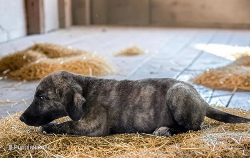 Aspen 2026 Male 3 – Anatolian Shepherd Dog puppy for sale in Cumby, TX