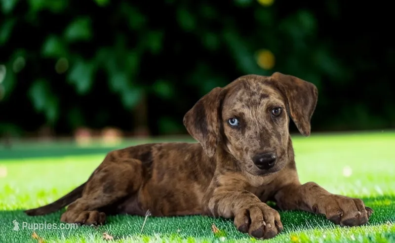 Tigger 2026 Female 3 – Catahoula Leopard Dog puppy for sale in Cumby, TX