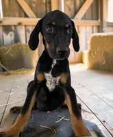 Tracy 2026 Male 3, a male Catahoula Leopard Dog for sale in Cumby, TX – 8 of 10