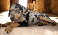 Jesse 2026 Female 5, a male Catahoula Leopard Dog for sale in Cumby, TX – 1 of 10