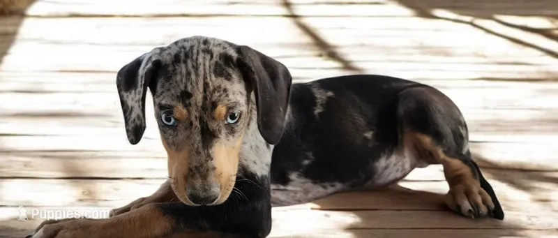 Jesse 2026 Male 1 – Catahoula Leopard Dog puppy for sale in Cumby, TX