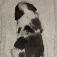 Gabby M3, a male Catahoula Leopard Dog for sale in Cumby, TX – Photo 8 of 10