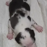 Gabby M3, a male Catahoula Leopard Dog for sale in Cumby, TX – Photo 6 of 10