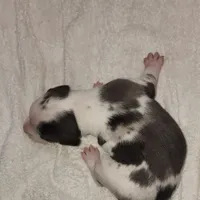 Gabby M3, a male Catahoula Leopard Dog for sale in Cumby, TX – Photo 9 of 10