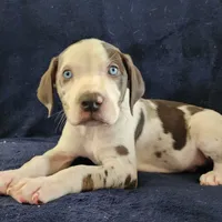 Gabby M3, a male Catahoula Leopard Dog for sale in Cumby, TX – Photo 1 of 10