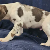 Gabby M3, a male Catahoula Leopard Dog for sale in Cumby, TX – Photo 3 of 10