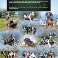 Gabby M3, a male Catahoula Leopard Dog for sale in Cumby, TX – Photo 10 of 10