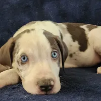 Gabby M3, a male Catahoula Leopard Dog for sale in Cumby, TX – Photo 2 of 10