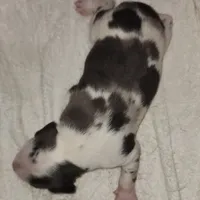 Gabby M3, a male Catahoula Leopard Dog for sale in Cumby, TX – Photo 7 of 10