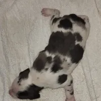 Gabby M3, a male Catahoula Leopard Dog for sale in Cumby, TX – Photo 5 of 10