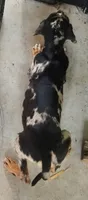 Jesse 2026 Female 1, a male Catahoula Leopard Dog for sale in Cumby, TX – 4 of 10
