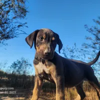 Tracy Female 1, a female Catahoula Leopard Dog for sale in Cumby, TX – Photo 3 of 8
